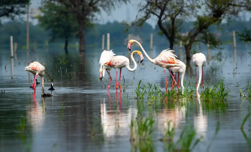 Bharatpur